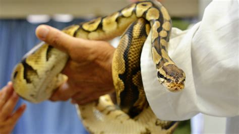 蛇 養殖|野生動物養殖の王国・広西、ヘビ産業の転換とアップ。